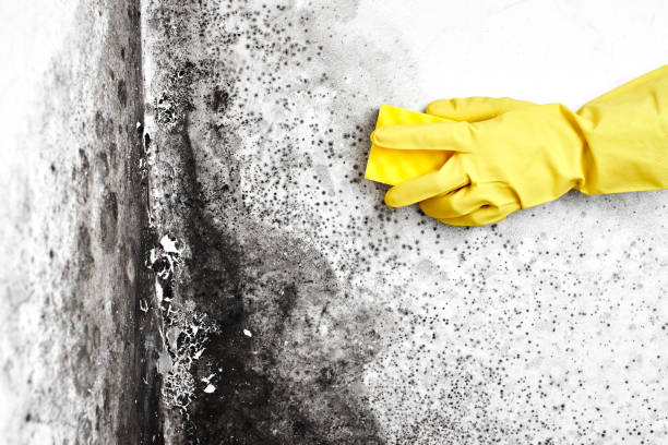 Best Same-Day Mold Removal  in North Hills, NY