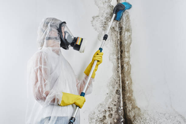 Best Residential Mold Removal  in North Hills, NY
