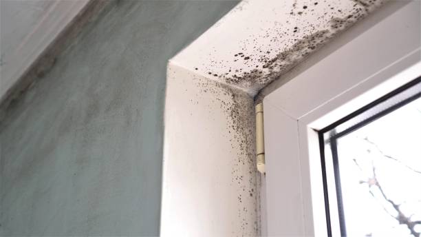 Best Home Mold Removal  in North Hills, NY