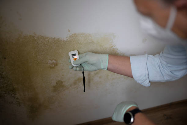 Best Professional Mold Removal  in North Hills, NY