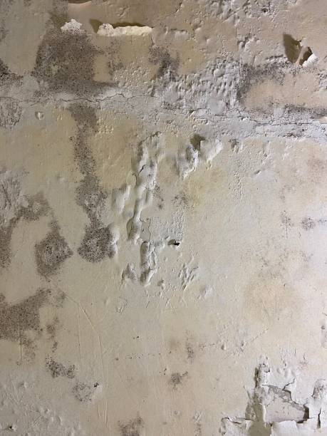 Best Mold Cleaning Services  in North Hills, NY