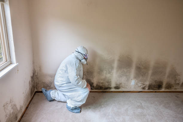 Best Mold Removal Process  in North Hills, NY