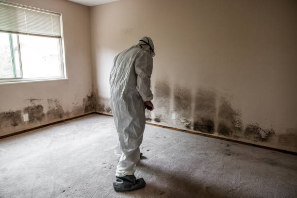 Best Certified Mold Removal  in North Hills, NY