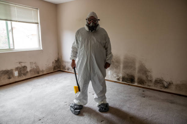 Home Mold Removal in North Hills, NY