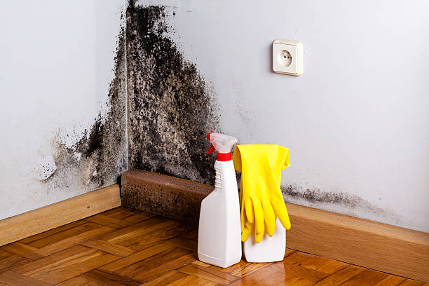 Best Mold Remediation  in North Hills, NY