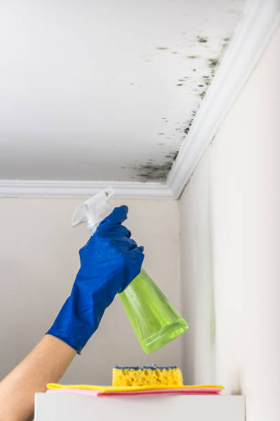 Best Fast Mold Removal  in North Hills, NY