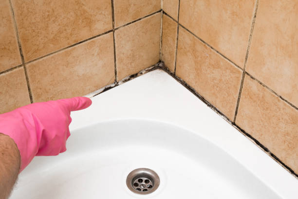 Best Attic Mold Removal  in North Hills, NY